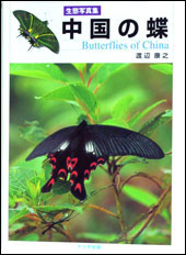 中国の蝶